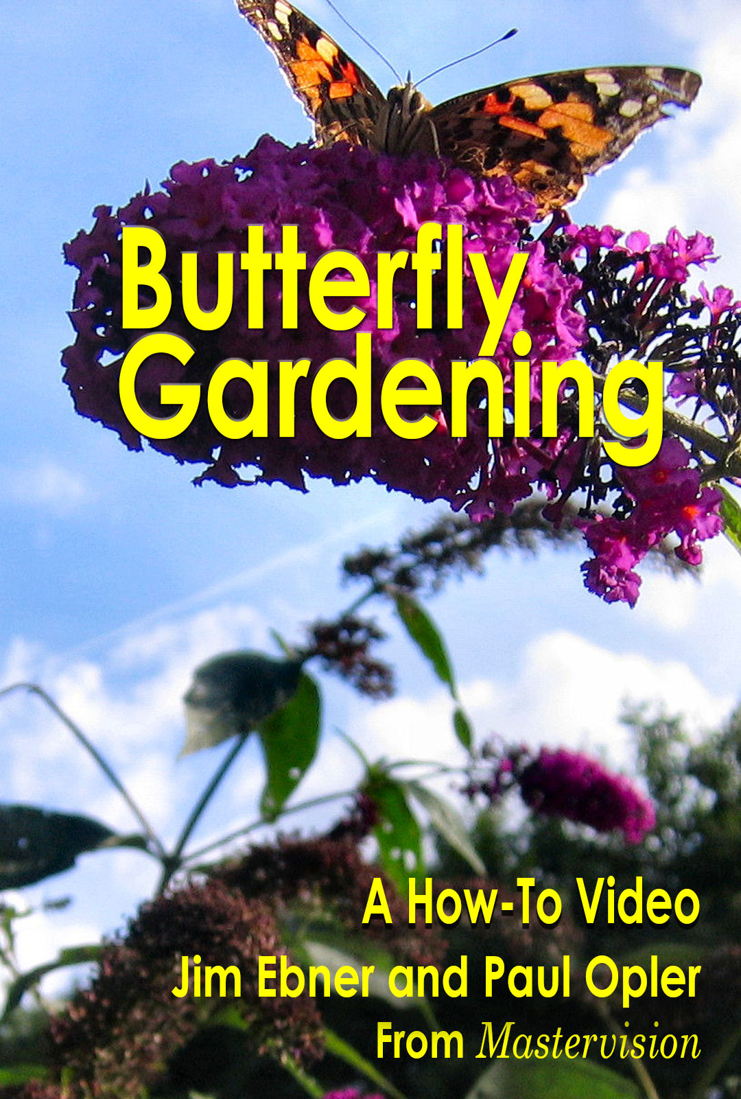 A beginner's guide to butterfly watching